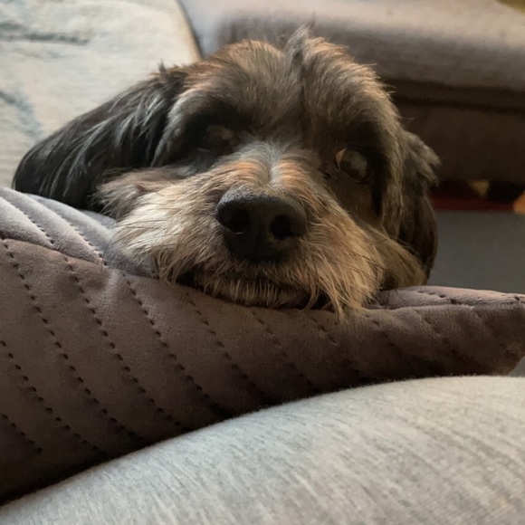 Meet your posher 💗 - Picture 3 of 3